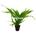 Planta natural Helecho de Java (Microsorium pteropus). - Imagen 2